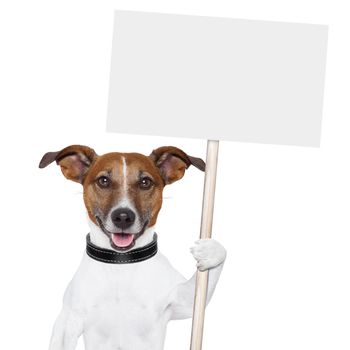 dog holding an empty placard and licking empty placard and smiling