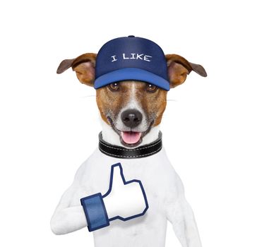 Dog with i like hat and icon
