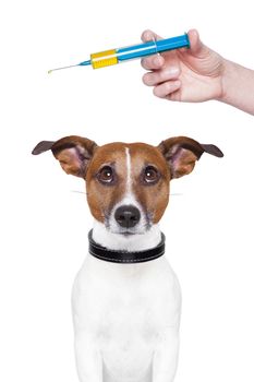 dog vaccination with a big blue Syringe