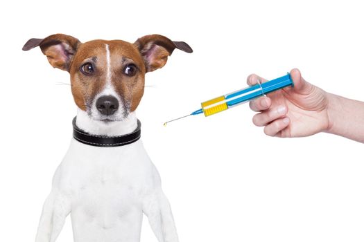 dog vaccination with a big blue Syringe