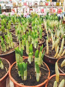 Seedlings of colorful hyacinths in pots. Spring sales in malls and flower shops. Blossoming plants for botanical lovers.