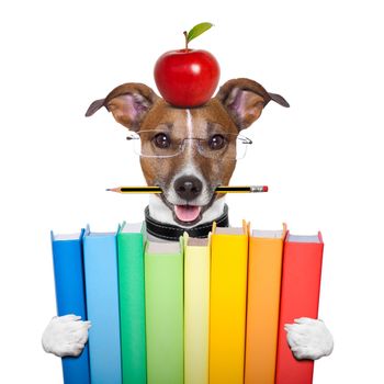 dog holding a big stack of books