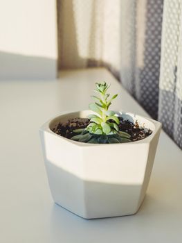 Flower pot with Echeveria. Green leaves of succulent plant on sunny windowsill. Peaceful botanical hobby. Gardening at home.