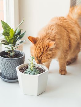 Cute ginger cat sniffs indoors plants. Flower pots with Crassula and Sansevieria. Fluffy pet smells succulent plants on white window sill. Peaceful botanical hobby. Gardening at home.