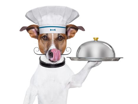 cook dog holding a serving tray with cover