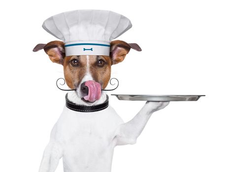 cook dog holding a serving tray with cover