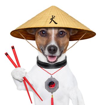 asian dog with chopsticks and asia hat