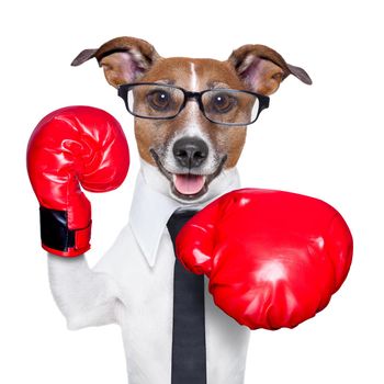 Boxing business dog punching towards camera with red boxing gloves