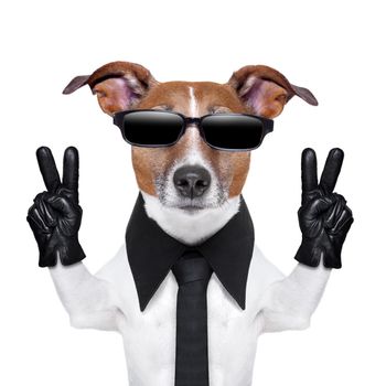 cool dog with peace fingers in black leather gloves