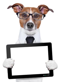 business dog with a tablet pc and glasses