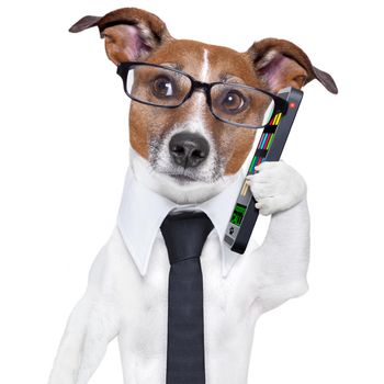 business dog with a tie and glasses