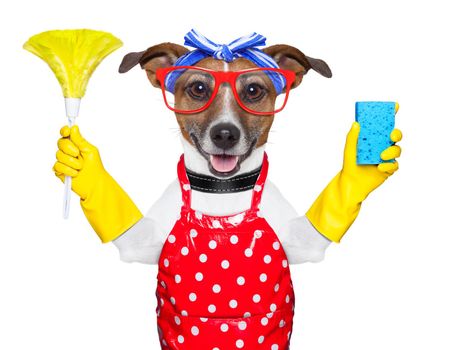 housewife dog with rubber gloves  and a feather duster