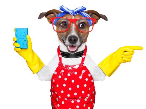 housewife dog with rubber gloves  pointing and looking to the side