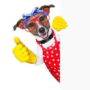 housewife dog with rubber gloves  and thumb up behind a blank space