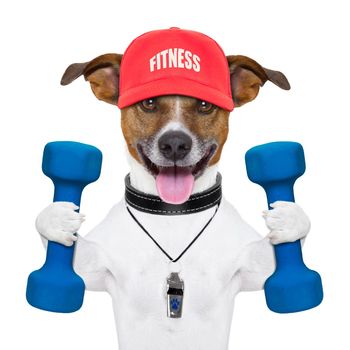 personal trainer dog with blue dumbbells and red cap