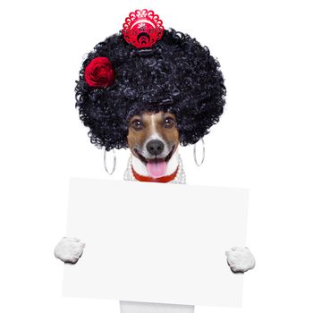 spanish flamenco dog with very big curly hair and hand fan behind banner placard