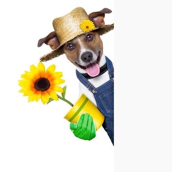 happy gardener dog with a flower behind a placard