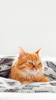 Cute ginger cat lying under blanket in bed. Fluffy pet comfortably settled to sleep. Cozy home background with copy space.