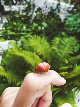 Woman is holding little snail on finger on green leaves of fern background.