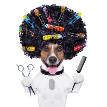 afro look dog with very big curly black hair , scissors and hair comb  with hair rollers