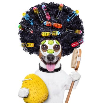 wellness dog with hair rollers and sponge