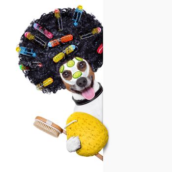 wellness dog with hair rollers and sponge beside a banner