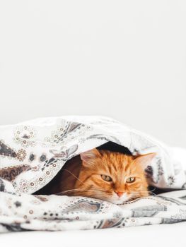 Cute ginger cat lying under blanket in bed. Fluffy pet comfortably settled to sleep. Cozy home background with copy space.