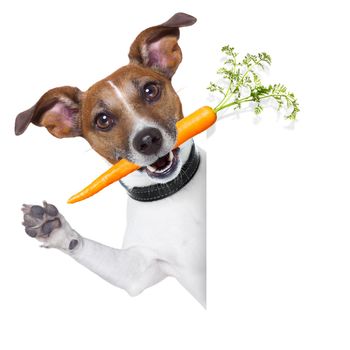 healthy dog with a carrot beside a blank banner