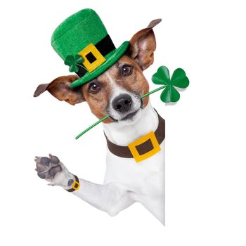 st. patrick's day dog with a clover behind a banner