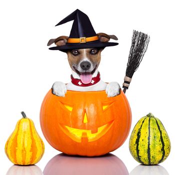 halloween dog inside a pumpkin looking spooky with a witch broom