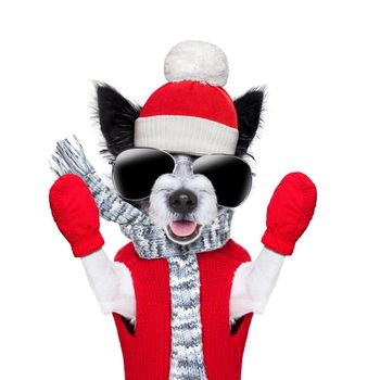 winter christmas dog with red gloves and pullover