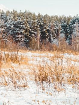 Winter in forest. Snowy weather in wood at sunny day. Pine trees after snowfall. Natural background.