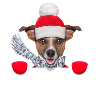 winter christmas dog with red gloves and pullover behind blank banner