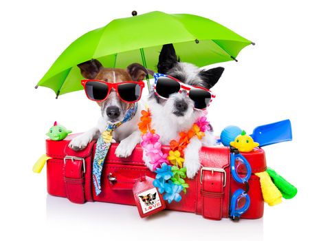 holiday dogs on a red bag dressed as tourists