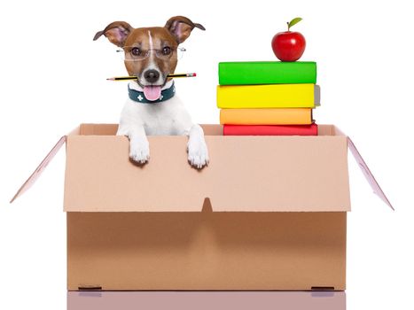 dog secretary in a moving box with books