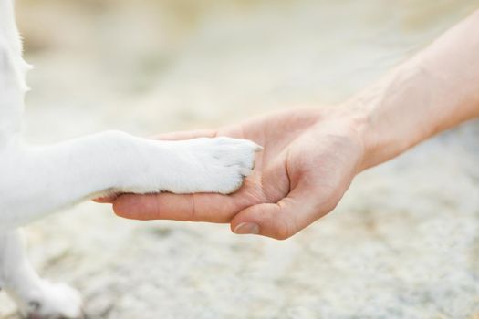 dog with paw high five and hand of owner