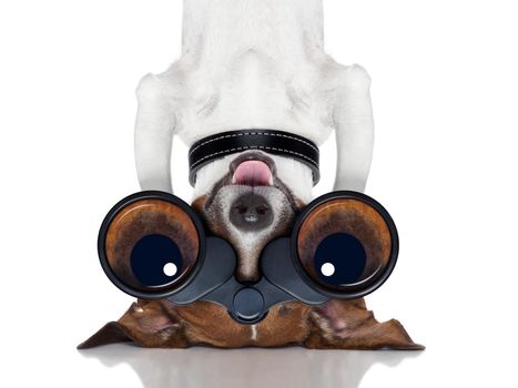 binoculars nosy dog observing upside down