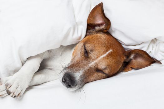 Jack russell terrier sleeping in bed and dreaming