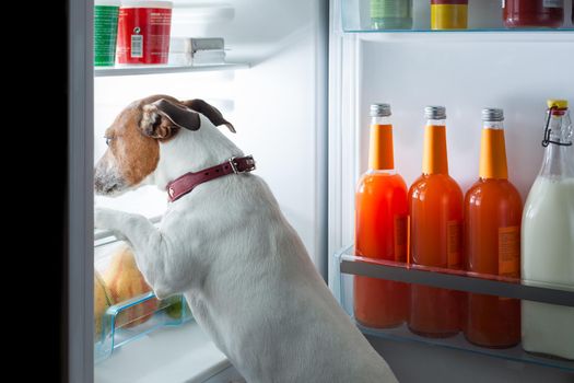 hungry dog looking for food in the refrigerator
