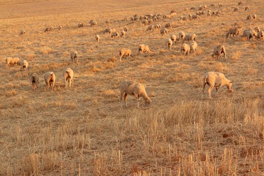 Sheep grazing in a Landscape at sunset in a village of Fuente Ovejuna Spain