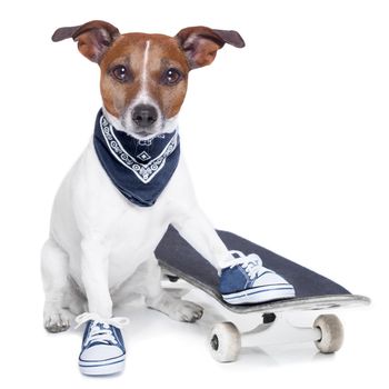 a dog with skateboard wearing  blue sneakers