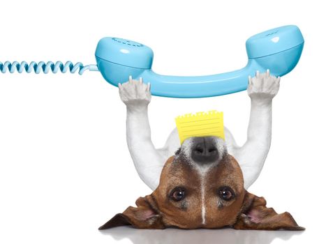 dog holding a telephone and a note lying upside down
