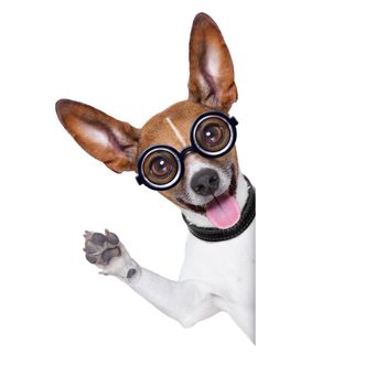 crazy silly dog with funny glasses behind blank placard