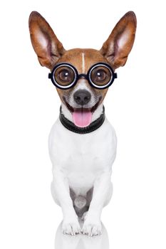 crazy silly dog with funny glasses showing tongue full body