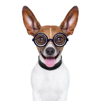 crazy silly dog with funny glasses showing tongue