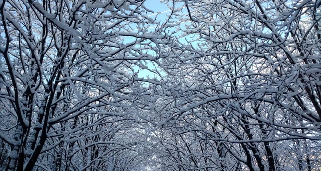 Snow-covered branches of trees against the blue winter sky.