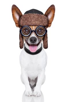 crazy silly dog with funny glasses showing tongue full body