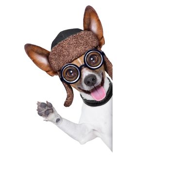 crazy silly dog with funny glasses behind blank placard