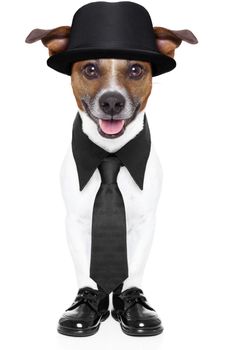 dog in tuxedo with black tie and black hat