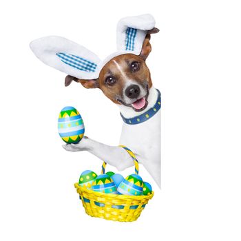 dog dressed up as bunny with easter basket full of eggs